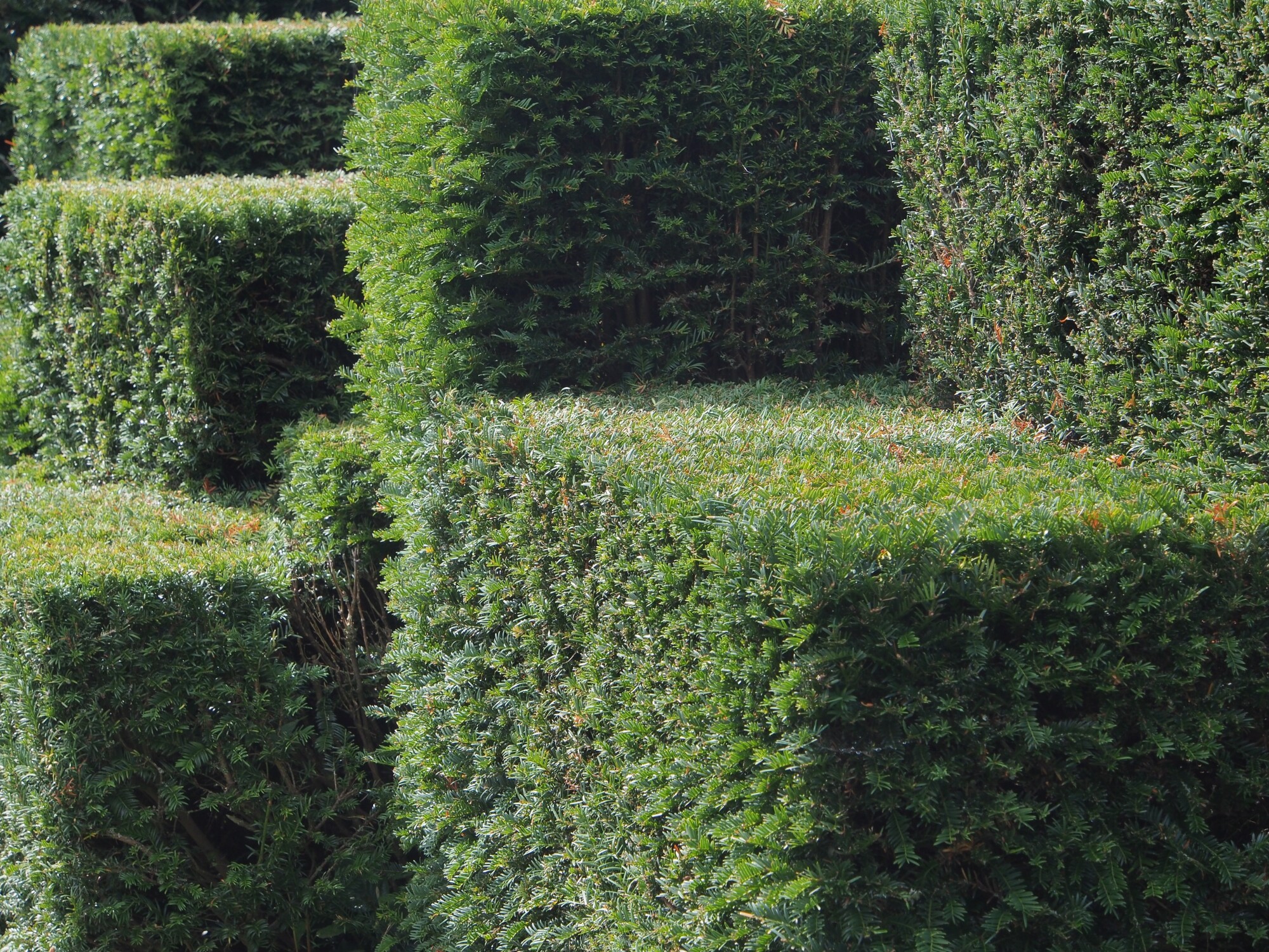 How Topiary Tree Shaping Can Refresh Your Landscaping Design Canopy